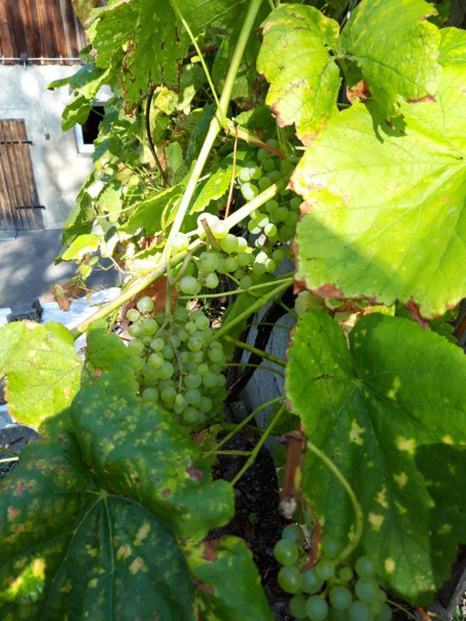 Ferienwohnung Im Seidlerhof Mit Balkon Und Garten รอห์นบาค ภายนอก รูปภาพ